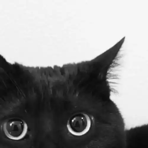 一波黑猫私房照,收好
