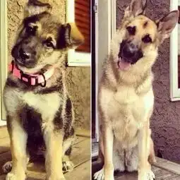 当汪星人复制旧时光,一些对比照片让人感慨万千
