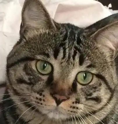 为什么不建议养狸花猫浑身是缺点,不敢养
