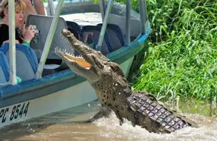 全球动物袭击人类意外时刻狮子拉开车门
