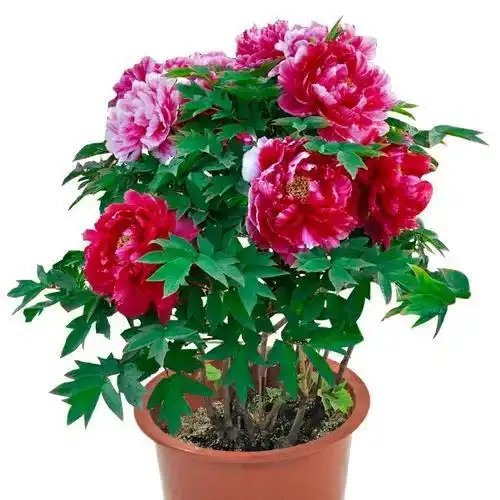 分享图片一好运连连,招财纳福,旺家又旺财之花
