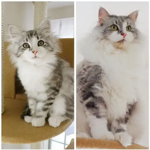 吸猫大会挪威森林猫taki
