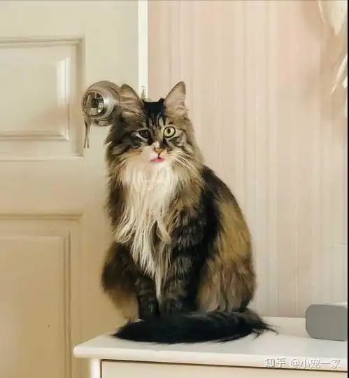 挪威森林猫饲养注意事项
