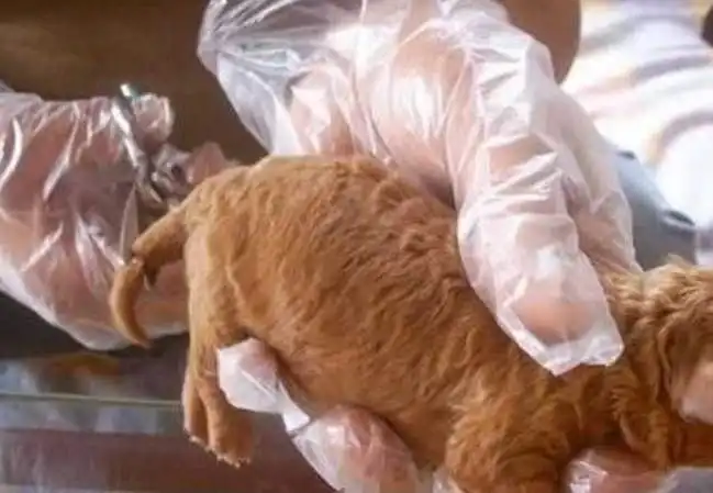 为什么有的狗狗一出生,就要把尾巴剪掉原来是为它们好
