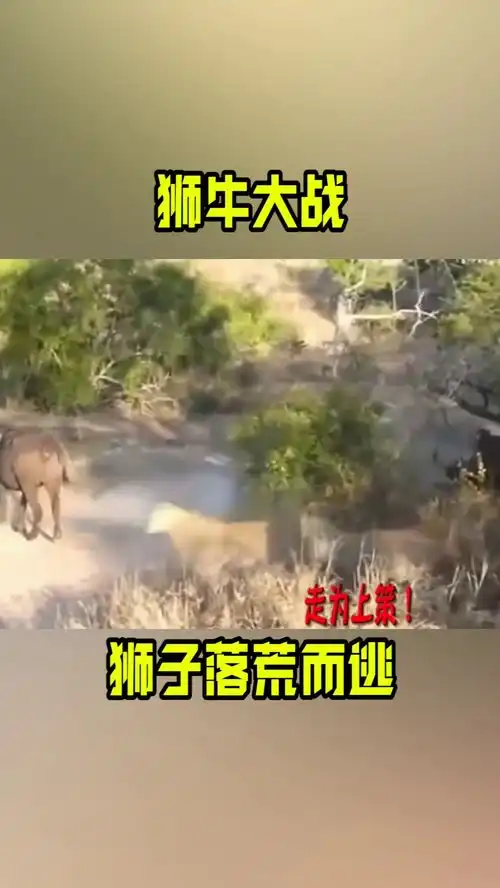 狮牛大战,狮子落荒而逃
