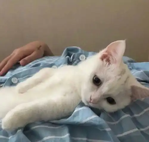 这里有一些藏着温度的话
