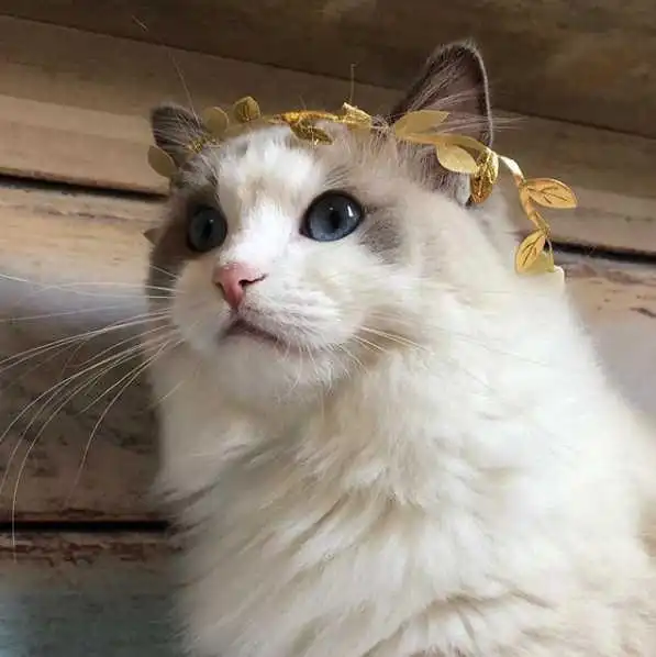 宠物
