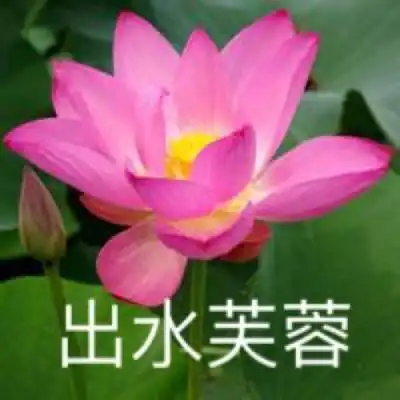 微信头像图片2020荷花带字系列荷花带字微信头像高清大全集
