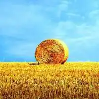 好看的唯美秋季风景头像图片微信头像图片大全
