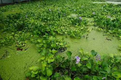入侵我国泛滥成灾,曾让各地束手无策,如今却成稀罕货,有人收购
