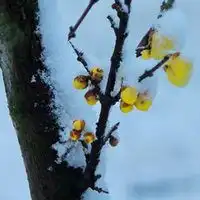 傲雪寒梅高清头像图片
