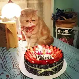辞去工作开咖啡馆养猫,她活成所有女生想要的样子
