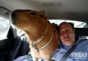 全球最霸气宠物美女竟与狮子同睡六年
