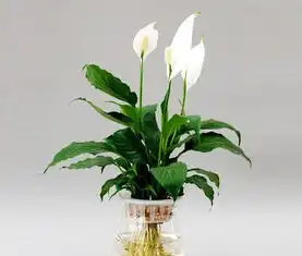 趁着过年前,把这4种福气花搬回家,空气清新身体棒
