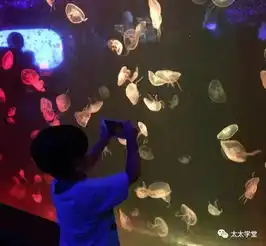 活动夜宿浦东海洋馆,与鲨鱼同眠,和鱼儿们玩hideseek
