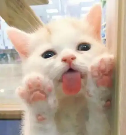 为什么猫咪有时候会抗拒主人,那可能是你触碰了它的这几个禁区
