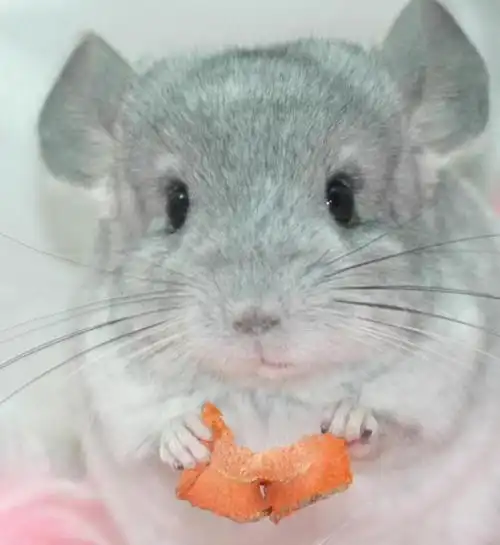 龙猫的宿世前生,因皮毛险灭绝,何德何能排进全球可爱动物前十名
