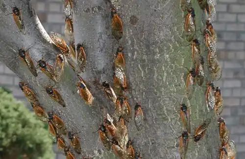 300亿只知了猴,在美国泛滥成灾,在我国卖2元一只,还抢着要
