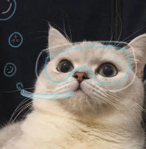 猫咪为什么喜欢把出生不久的小猫叼给主人
