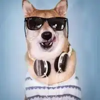 大黄狗头像搞笑很火的搞笑大黄狗头像
