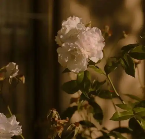 文案普普通通无风格的珍藏文案
