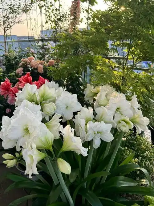 养花10年,此花是我最喜欢的盆栽花,开花太美了
