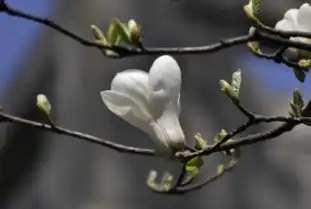 辛夷花和玉兰花是一种吗
