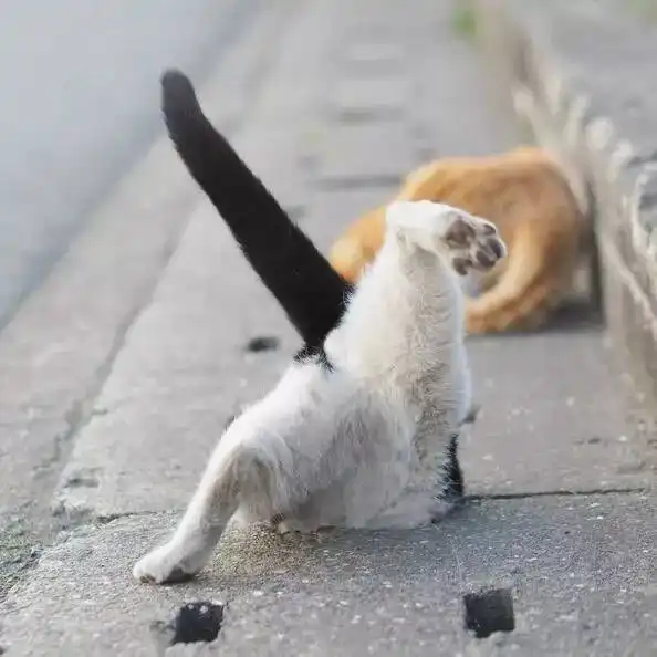 这个摄影师镜头下的猫,画风有点独特,却治愈了无数人
