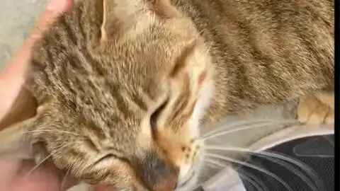 平平无奇的小猫咪撒娇
