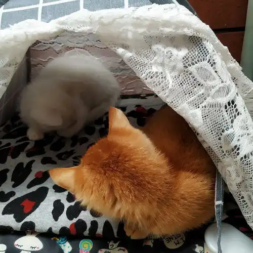 不同窝的两只小猫多久能抱在一起玩
