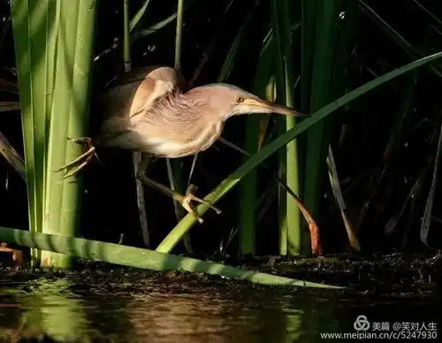 黄苇鳽,你专注而沉稳的气质打动了我
