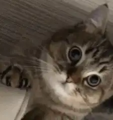 美短猫和英短猫的6大差异,谁与你的性格更合适
