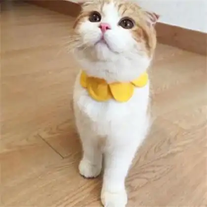 非常有意思个性萌的猫咪头像图片微信头像大全
