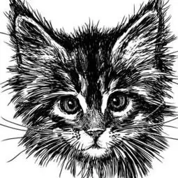 柴犬兄妹的超可爱写真看不腻呀
