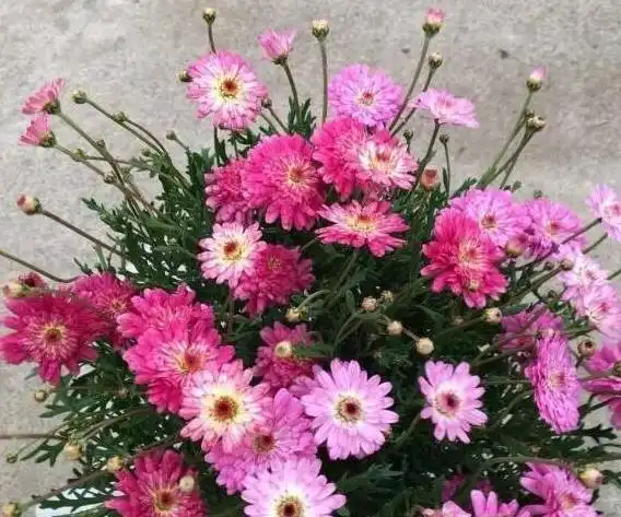 春天就养6种花,开成清新小花园,美轮美奂
