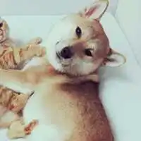 一猫一狗可人情头头像
