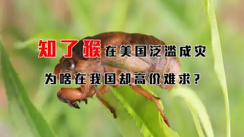 300亿只知了猴在美国泛滥成灾,我国却高价难求,它真的能吃吗
