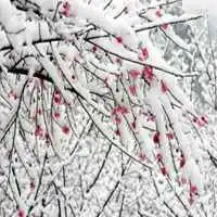 傲雪寒梅微信头像微信头像图片大全
