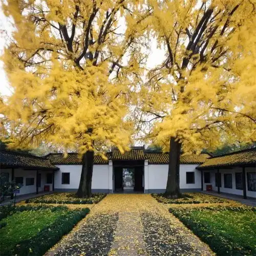 落叶不扫,自成一景
