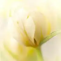 微信头像女生花草头像微信头像图片大全

