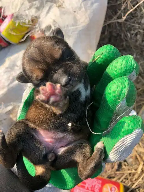 流浪小奶狗被扔在垃圾堆,男孩捧在手心后小心翼翼地生怕会弄坏
