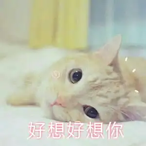 猫咪撒娇表情图片撒娇的猫咪太撩人了
