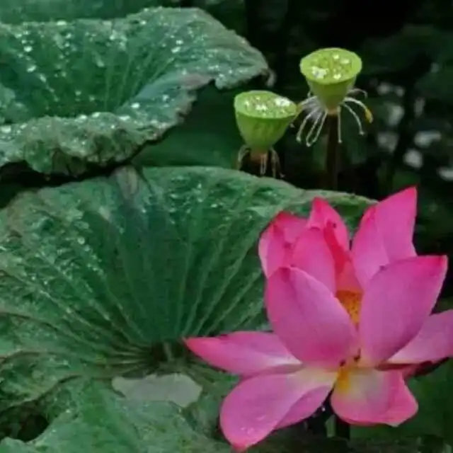 做人精明不如厚道
