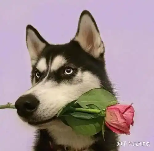 rtx3060和1650差多少购买游戏本前了解下
