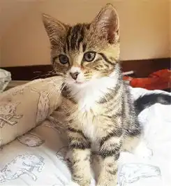 一只患有分离焦虑症的二哈遇到了一只小猫后,就这么被治愈了
