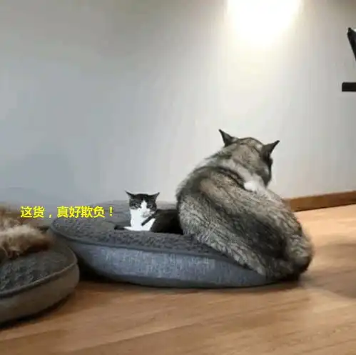二哈半夜起床撒尿,狗窝被猫迅速占领,下一秒这货的表现怂出天际
