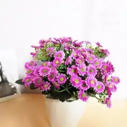 引花入室秋冬里的灿烂,一瓶插花美全家一捧花束添颜色
