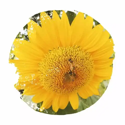 赴一场属于阳光的约会
