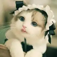 玳瑁布偶猫头像微信头像图片大全

