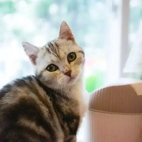 成都原来有这么多治愈系猫咪咖啡厅,我竟然一个也没去过
